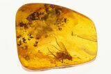 Fossil Fly, Fungus Gnat, Wing, and Cobweb String in Baltic Amber #292448-1